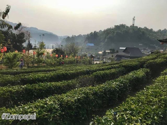 ชมไร่ชา ซึมซับวิถีชีวิตชาวจีนยูนนานท่ามกลางสายหมอก