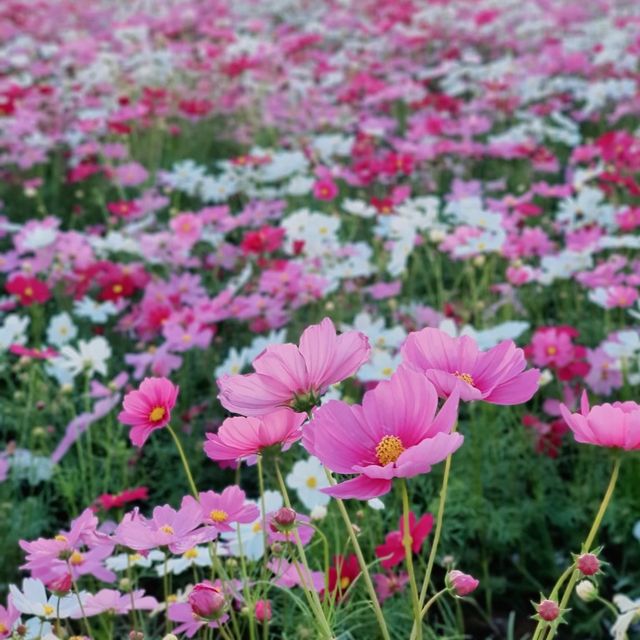 มุ่งคอสมอส ที่ Route 3060