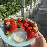 千葉県木更津市で絶品いちご狩り🍓