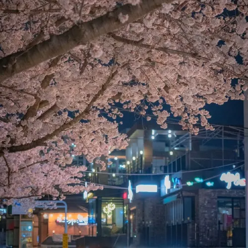 🌸밤의 벚꽃이 예쁜 [부산, 온천천]🌸