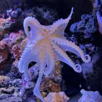 Sea Life Bangkok Ocean World @ Siam Paragon