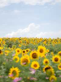 🌹라비앙로즈 꽃구경 : 해바라기 천국 안성팜랜드! 🌻