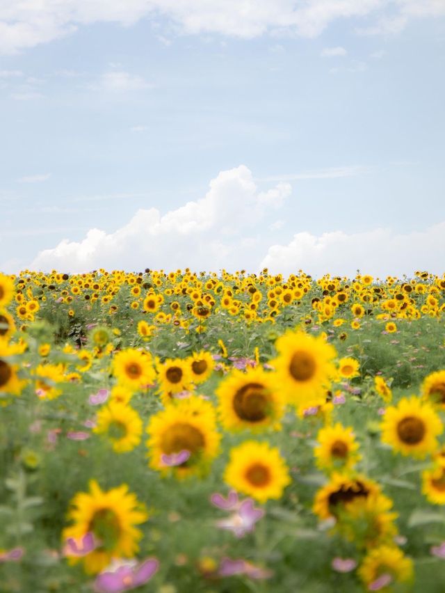 🌹라비앙로즈 꽃구경 : 해바라기 천국 안성팜랜드! 🌻