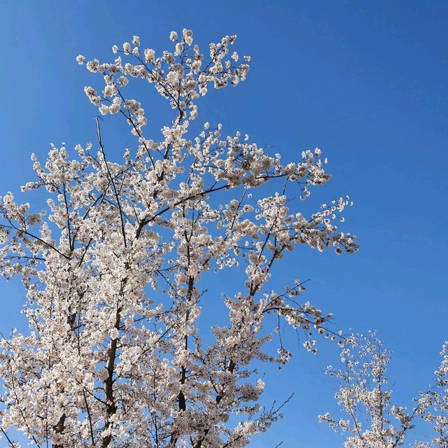 수원 벚꽃맛집은 🌸신동카페거리🌸