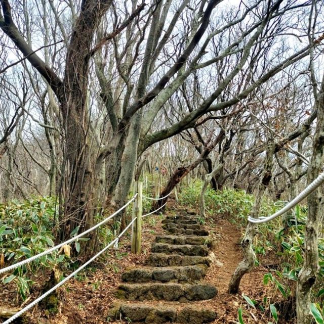 제주 애월 오름의 정석 큰 노꼬메오름