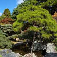京都御所の御池の鯉