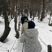 한라산에 눈이 얼마나 쌓였는지 궁금하시죠?☃️🙂