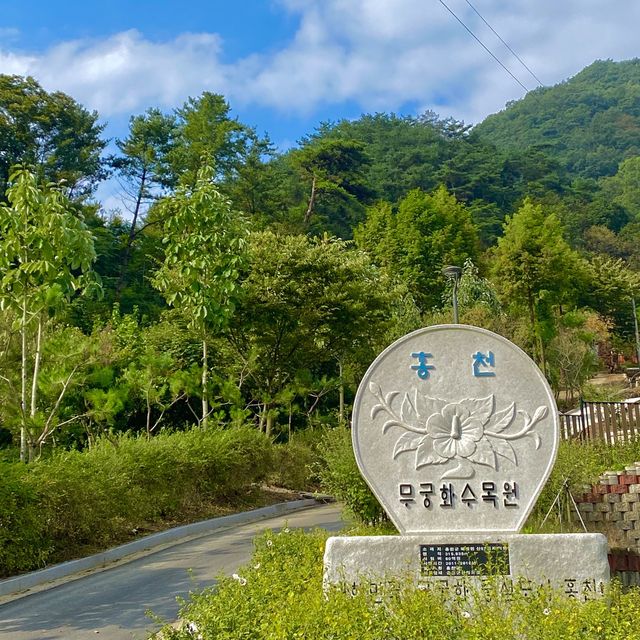 맑은 공기와 예쁜 코스모스, 홍천 무궁화수목원