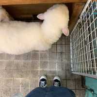 [서울 한복판에 양이 나타났다?!]