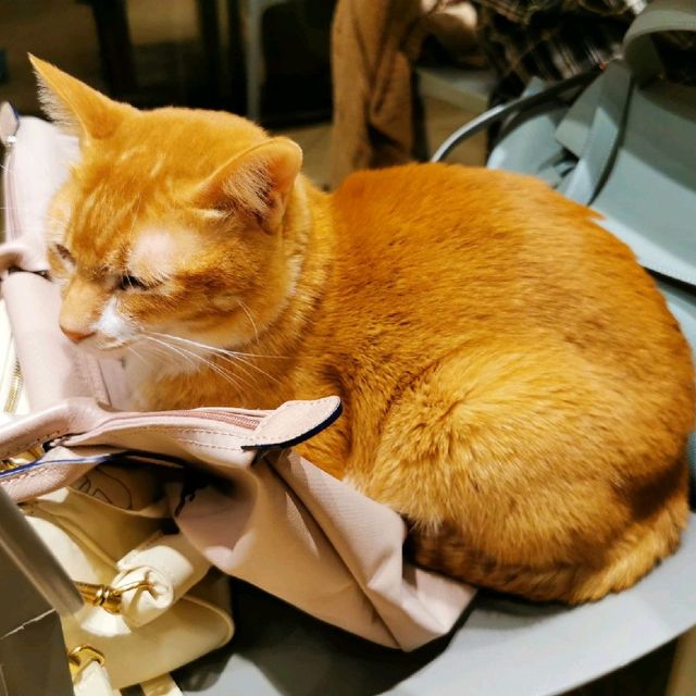 貓🐱