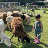 Up close with Farm Animals Staycation