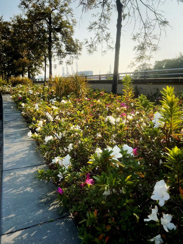 🌸有係時候一齊去公園賞花啦🥳