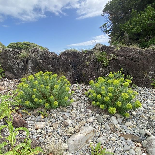 【屋久島】田代海岸