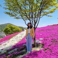 산청군 생초조각공원 꽃잔디축제🌼🌸🌺