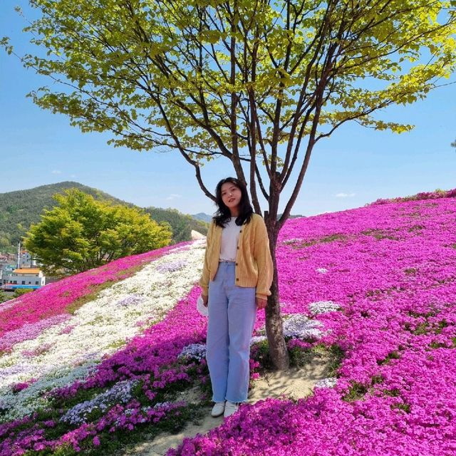 산청군 생초조각공원 꽃잔디축제🌼🌸🌺