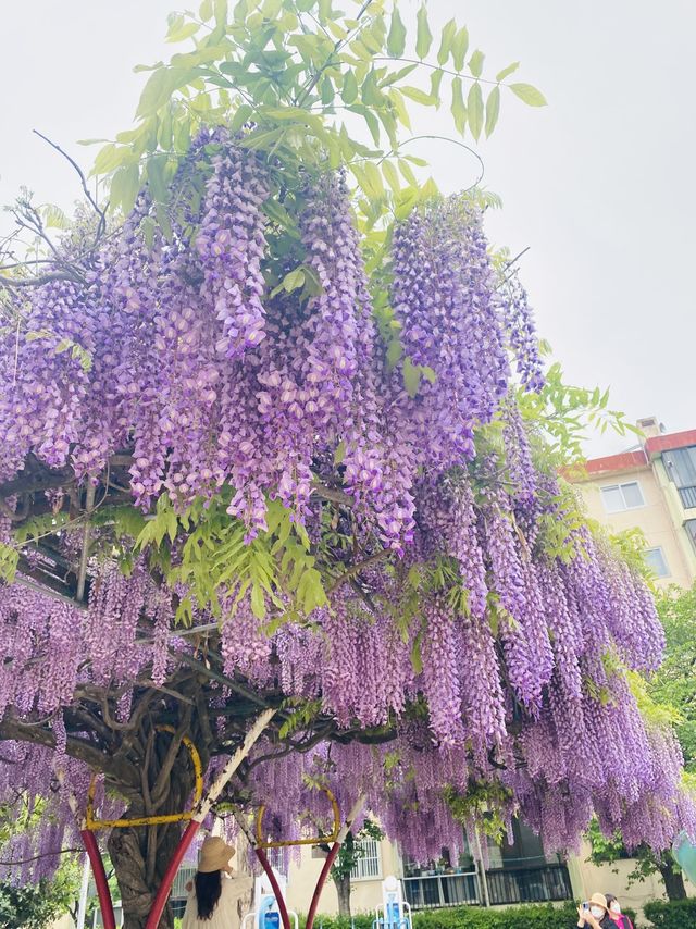 알록달록 동네 놀이터와 주렁주렁 포도송이같은 등나무를 볼 수 있는 곳💜