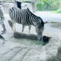 【神戸】神戸の動物園といえばここ❣️神戸市立王子動物園🐼