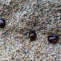 Shells and tiny creatures on shore