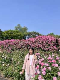 [과천] 과천에 꽁꽁 숨겨둔 아름다운 피크닉 존/풍성한 장미 꽃동산🌹