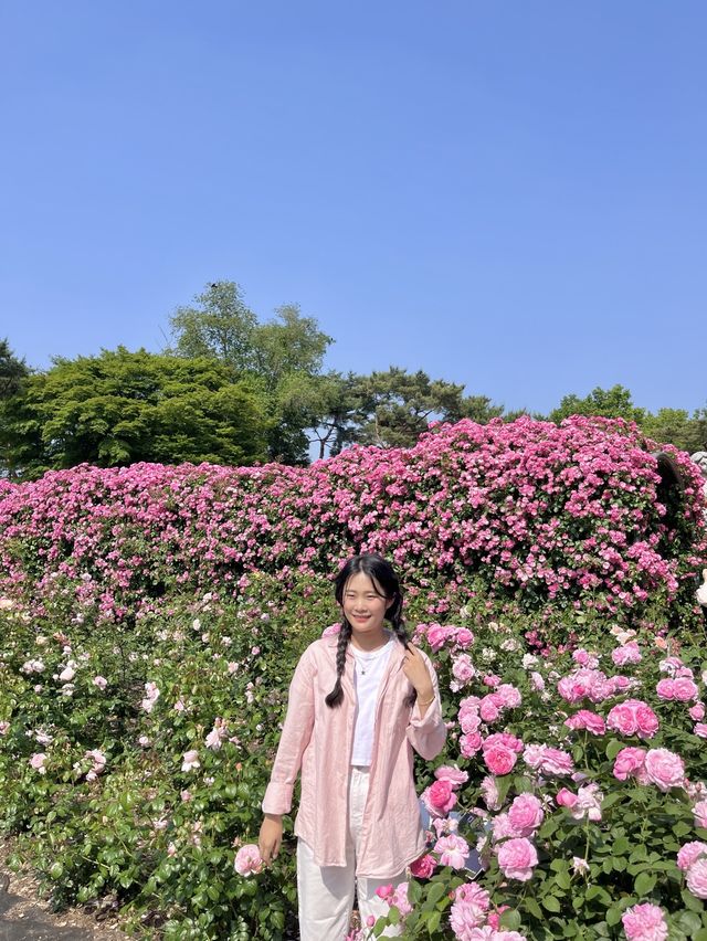[과천] 과천에 꽁꽁 숨겨둔 아름다운 피크닉 존/풍성한 장미 꽃동산🌹