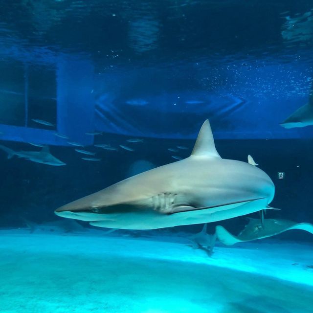 美麗海水族館🔱🔱沖繩最大最受歡迎👏🏻水族館😍海天一色