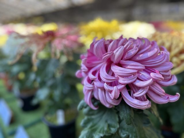 【太宰府天満宮】大菊華展🪷