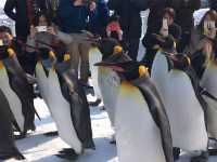 Penguins catwalk show 