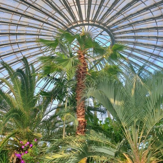열대식물원에서 겨울에도 푸릇푸릇🌴