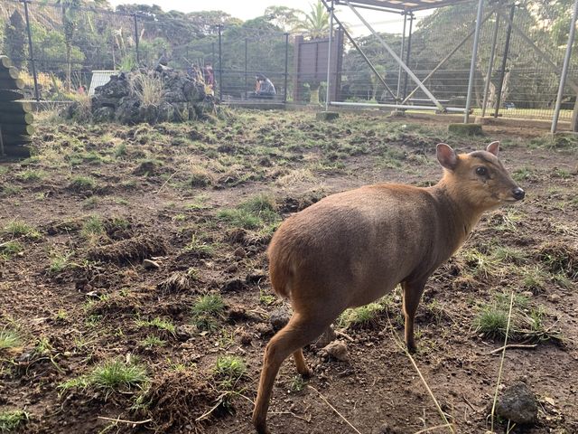 【八丈島】八丈植物公園でキョンを見よう！