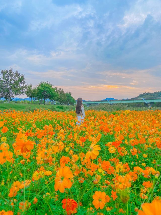 가을 대표 황화 코스모스, 합천 신소양체육공원💛