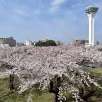 【北海道:函館】日本100名城の星形要塞で絶景を楽しむ