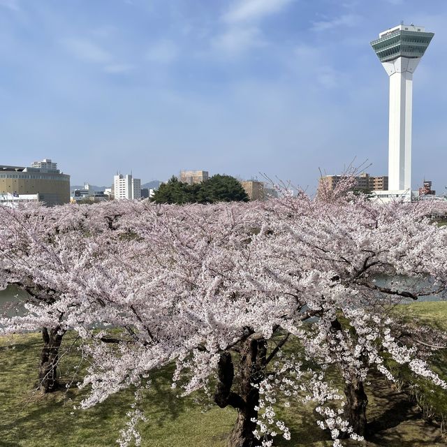 【北海道:函館】日本100名城の星形要塞で絶景を楽しむ