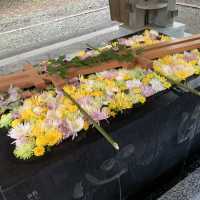 帯広神社夏詣　神秘的な緑の池と花手水🌺