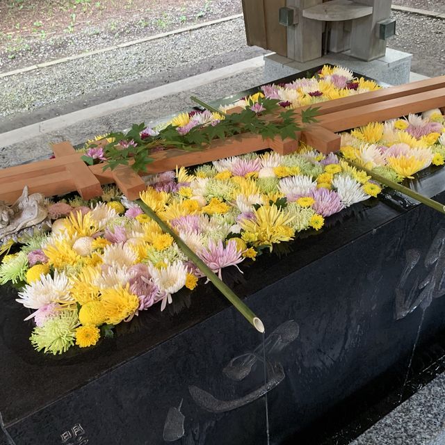 帯広神社夏詣　神秘的な緑の池と花手水🌺
