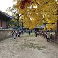 다가오늘 가을 단풍구경은 성균관대학교 명륜당🍁