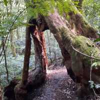 Lamington National Park Trip! 
