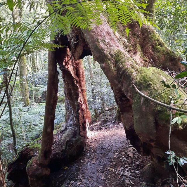 Lamington National Park Trip! 