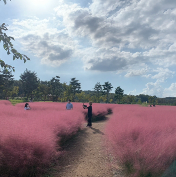 나주 핑크뮬리 ‘국립박물관‘