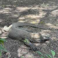 See the mythical dragon alive