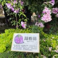 泰山區蒜香花爆炸開把握花期賞花