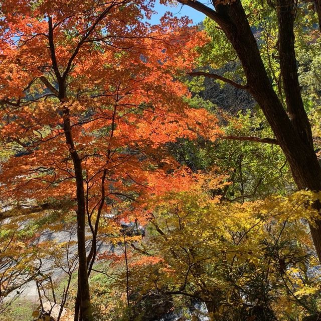 大源太キャニオンで自然を満喫👍