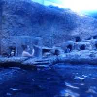 Ripley's aquarium Gatlinburg Tennessee