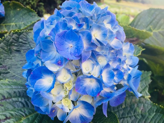 🌺🌸🌼FLOWERS ON THE HIGHEST PEAK🌼🌸🌺