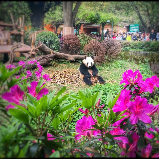 Pandas 🐼 in Chengdu. 