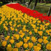 Tulip Paradise in Shanghai