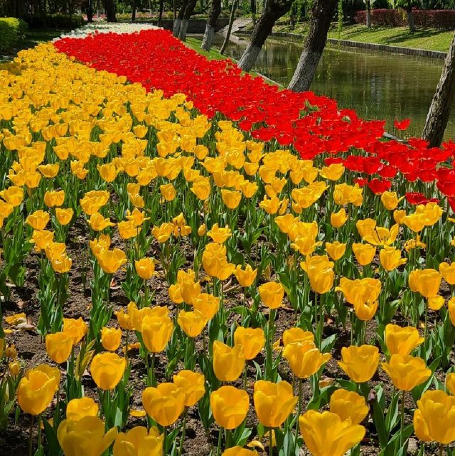 Tulip Paradise in Shanghai