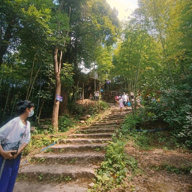 Hiking up through Bamboo Forest 🤟