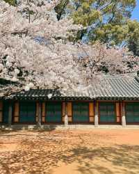 Don't miss the cherry blossoms in Zhenhai when enjoying cherry blossoms in Korea.