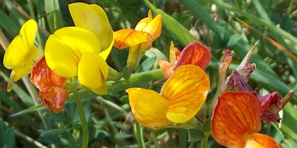 Flowers in the Grass | Henshall Hall Drive