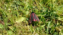 Moth Breakfast on Rusthall Common- with Michael Blencowe | Outside St Paul's Church/entrance to Happy Valley (what3words: inherit.blubber.youths)